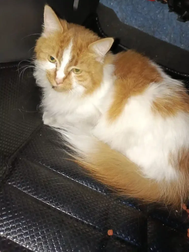 Rescatan a gatito asustado en la Av. Bicentenario y buscan a su familia