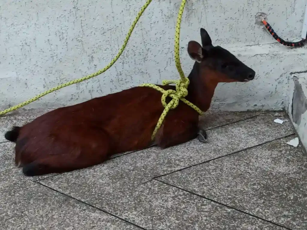 Rescataron un venado rojo del tráfico de fauna silvestre