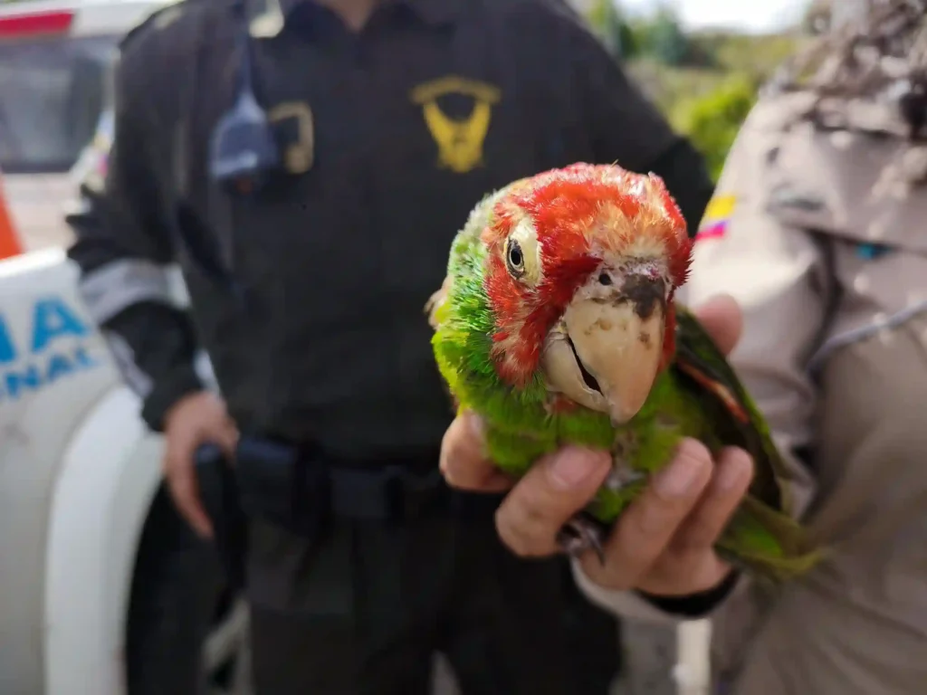 Rescate de perico Caretis rojo en Licán