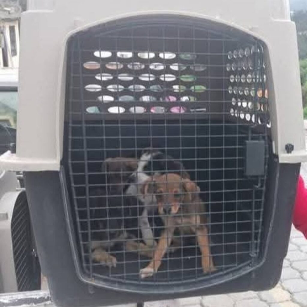 Cachorros son abandonados en Riobamba