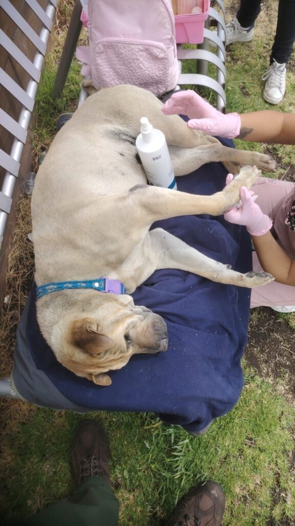 Arrugistas un perro del Campus, La Dolorosa fue atropellado