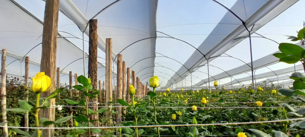 Florícola Quimbita: 8 años con rosas de exportación.