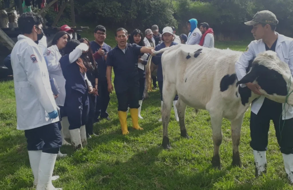 Ganado universitario será subastado en abril