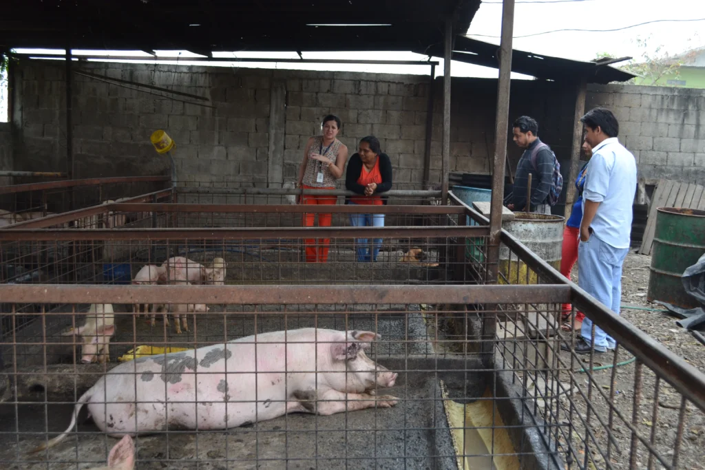 Criadores de cerdos en Guaranda enfrentan pérdidas económicas