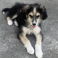 Fundación Paquito realizará rifa para mantener a perros y gatos.