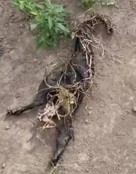 Perro comunitario fue quemado vivo en parroquia de Ambato
