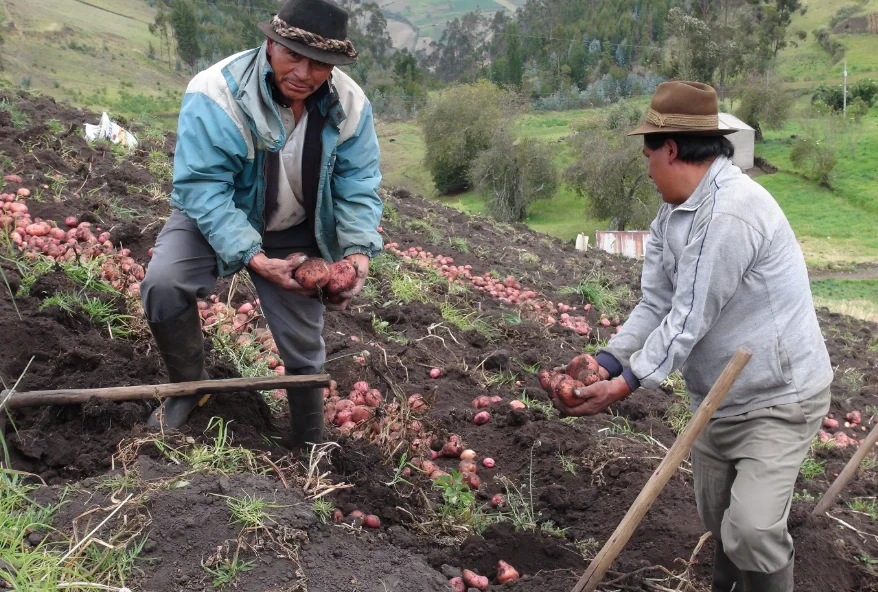 Reactivan planta procesadora de papa en Guaranda