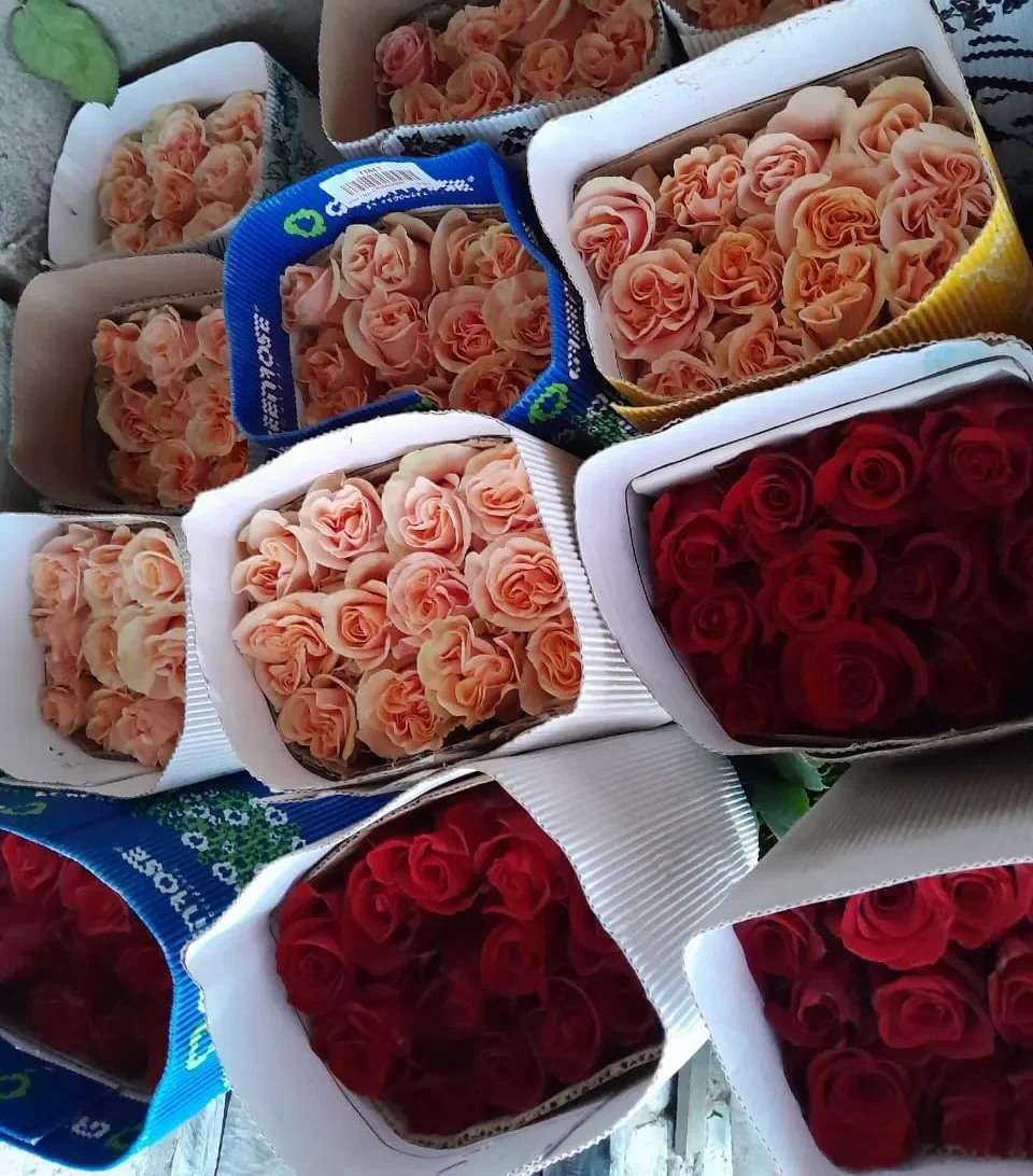 Cotopaxi: alta demanda de rosas por Día de la Madre.