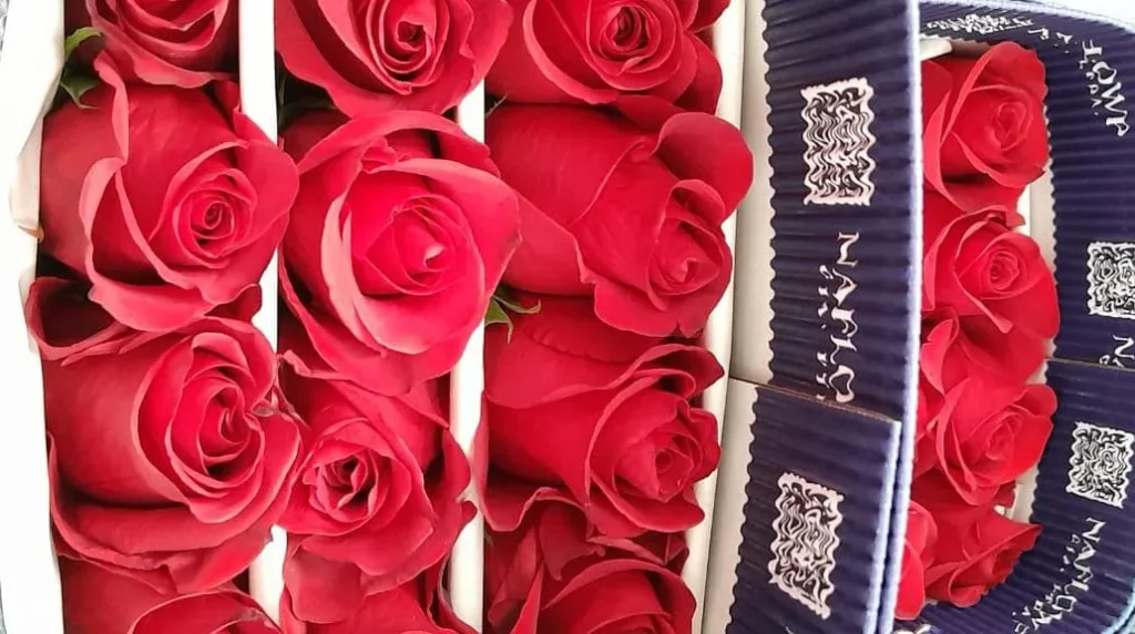 Los colores más vendidos destacan el rosado, fucsia, púrpura y rojo.