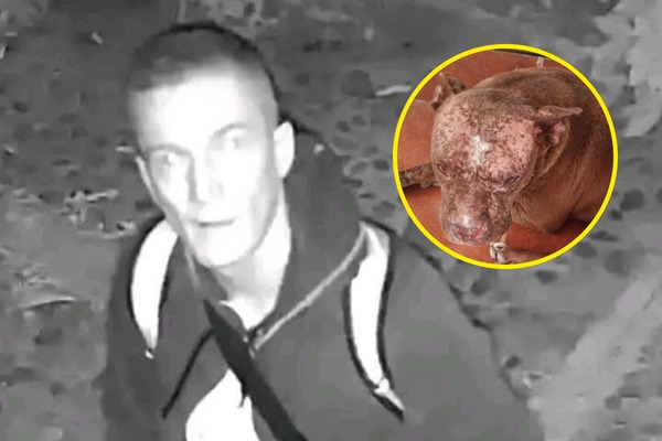 Hombre lanzó ácido a perros de la calle