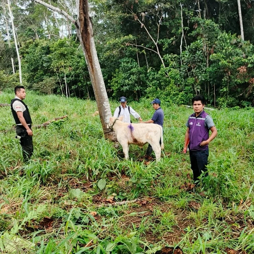 Una res fue encontrada luego de desaparecer en Taisha