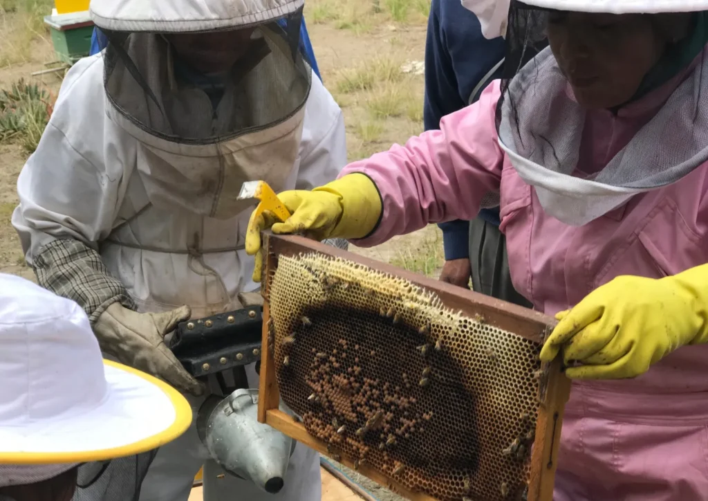 Protección de abejas y consumo responsable de miel en Cotopaxi