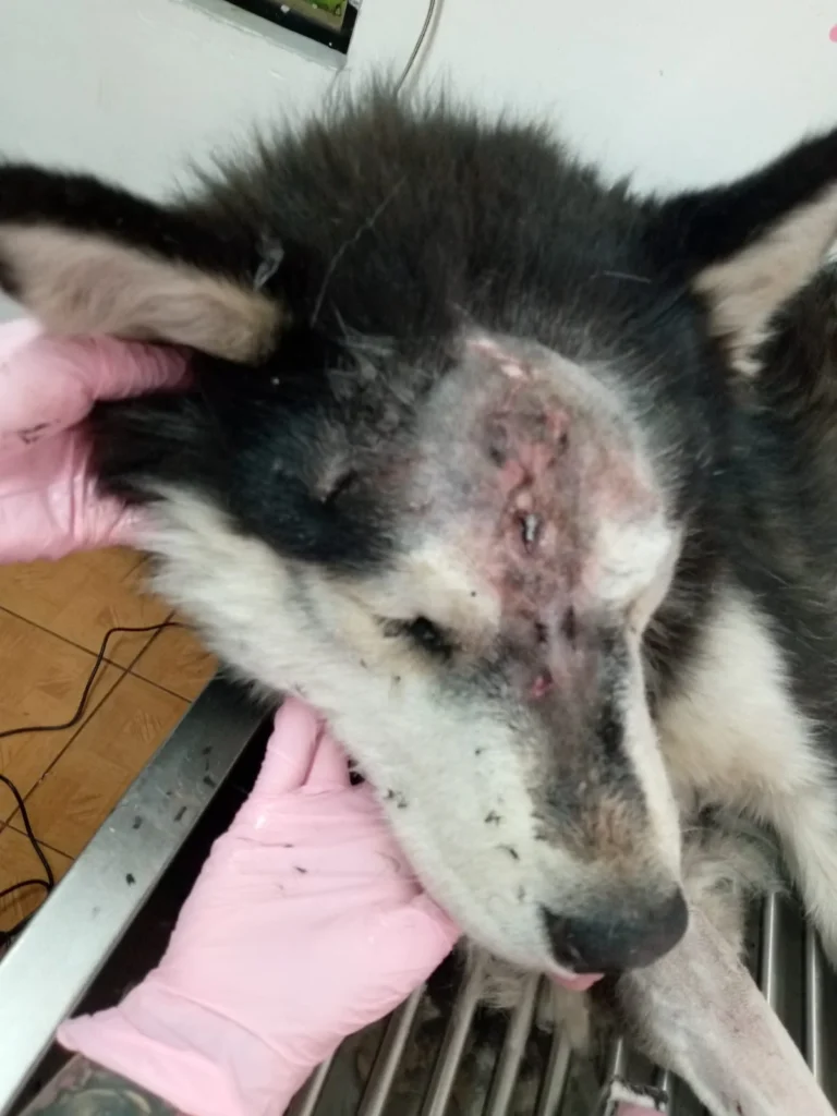 Es un verdadero milagro que el animalito esté vivo
