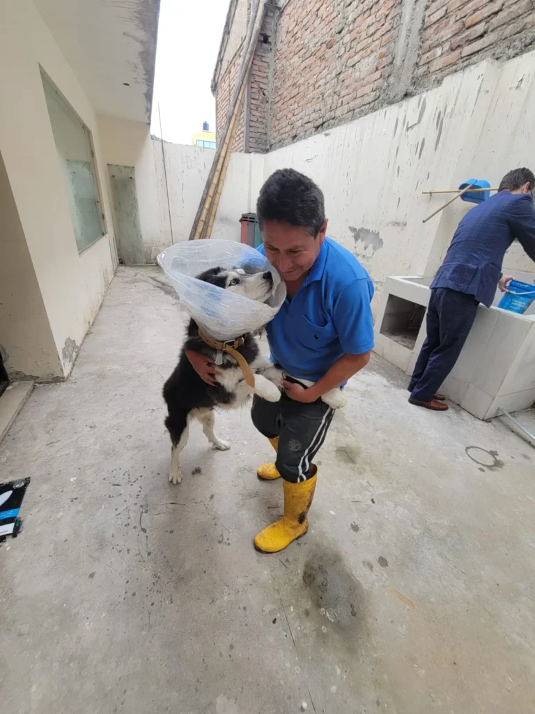 Perro violado salvajemente en mercado de San Alfonso