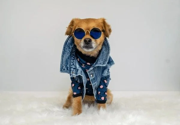 Ambato el perro más ‘fashion’ será elegido en la UTA.