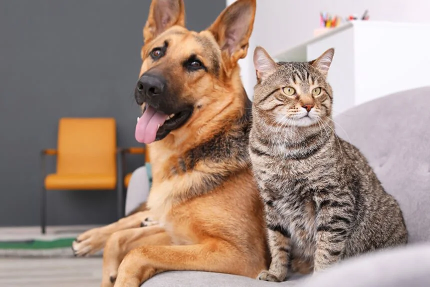 Ambato esterilización a bajo costo para mascotas en Pinllo.