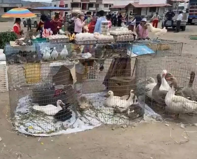 Ambato feria de animales sería trasladada a Picaihua.