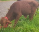 Robo de Torete Raza Brahman