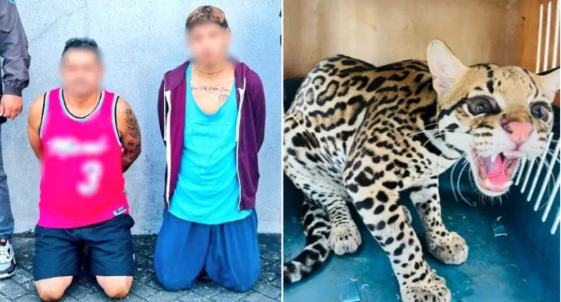 Capturan a presuntos Tiguerones que tenían un tigrillo de mascota