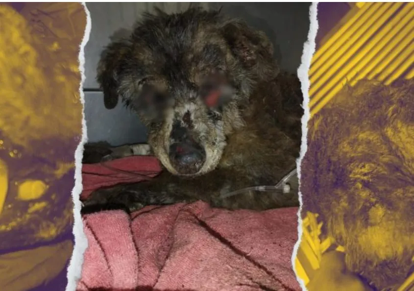 Mani, la perrita de 12 años quemada viva en Quito necesita ayuda