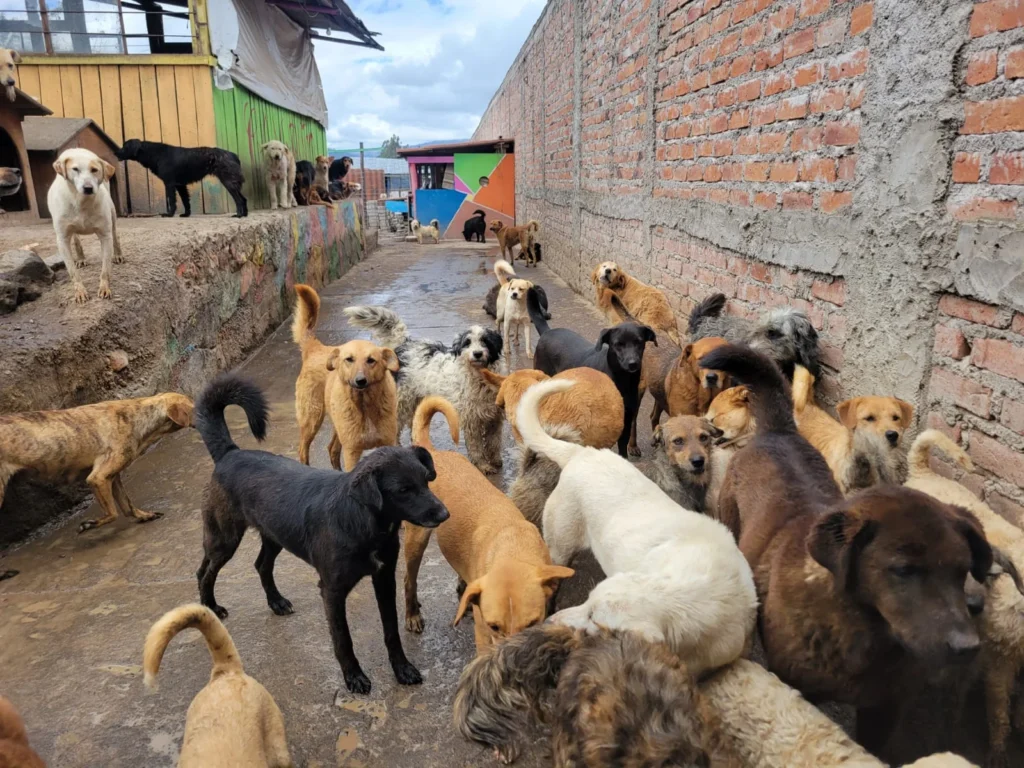 Parte de los 240 'hijos peluditos' que tiene Germán Rodríguez Niama al momento