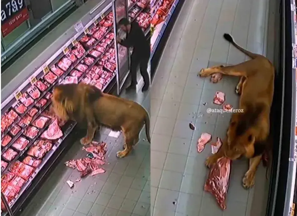 Video: León ingresa a un supermercado de Sudáfrica y come carne