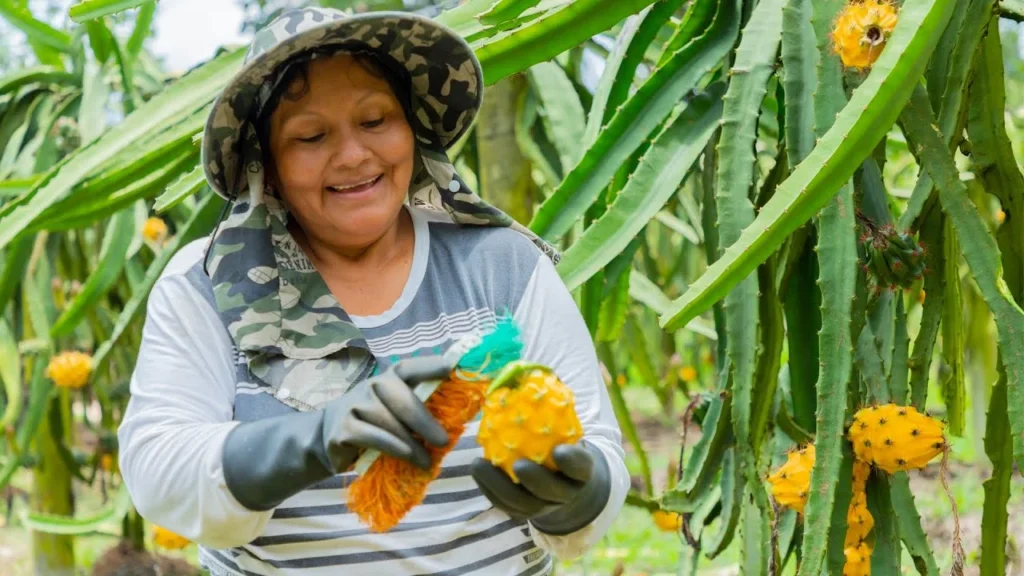 Palora Autoridades analizan proyecto de ley sobre pitahaya