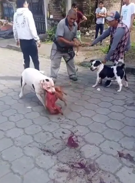 Video: Pitbulls mataron a perro, lo hicieron pedazos en Pallatanga