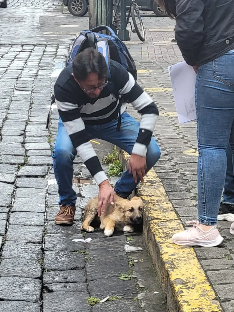 Perro atropellado fue rescatado por hombre en Riobamba