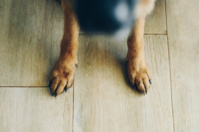 Hombre se lanzó a una alcantarilla para salvar a su perro