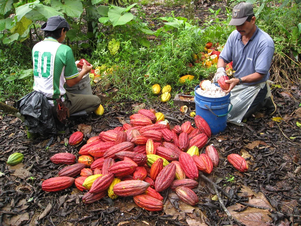 Trabajadores agrícolas en Bolívar sin afiliación al IESS