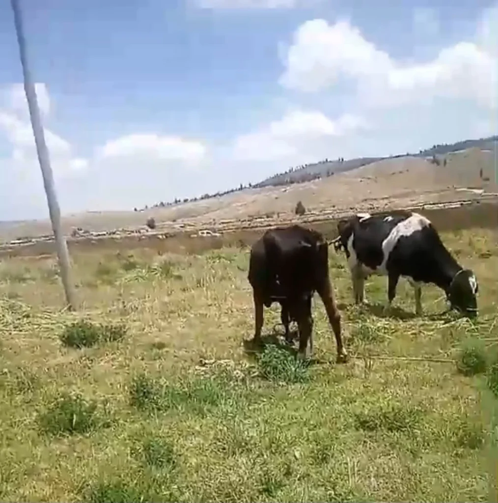 La mayor preocupación es que los abigeos comercialicen los animalitos en las ferias de la provincia o el país