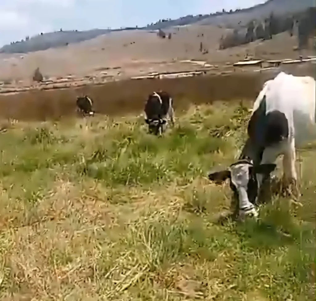 Adquirir y mantener un animalitos es muy caro, no se diga 5, dijo su propietaria