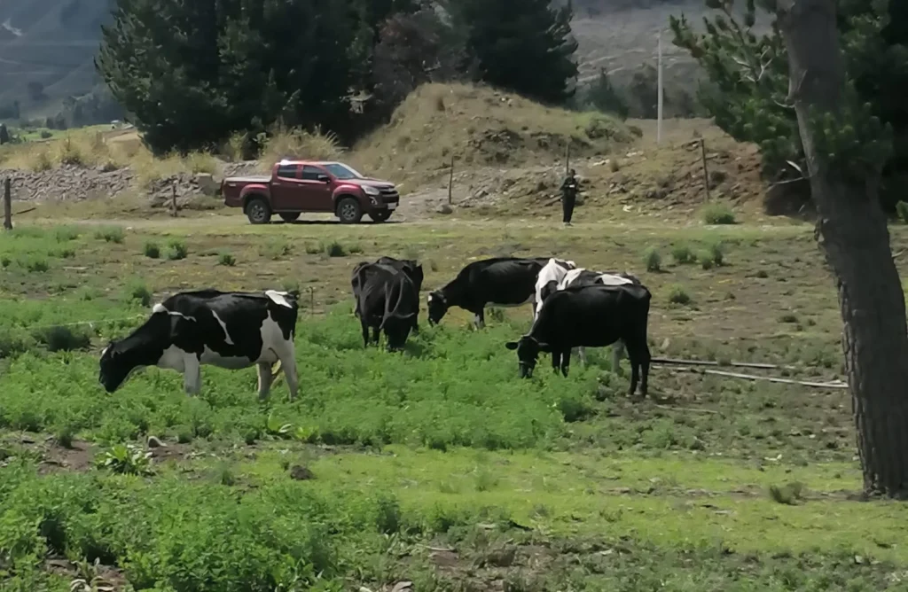 Delincuentes robaron 5 vacas en el cantón Guamote