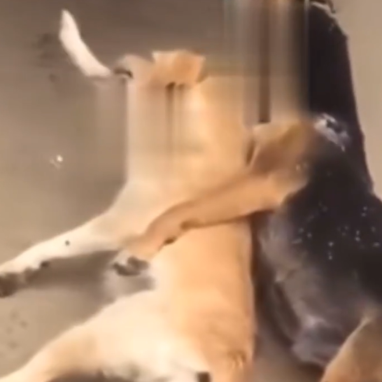 Hombre ahorcó y arrastró a perros con su carro en Ambato