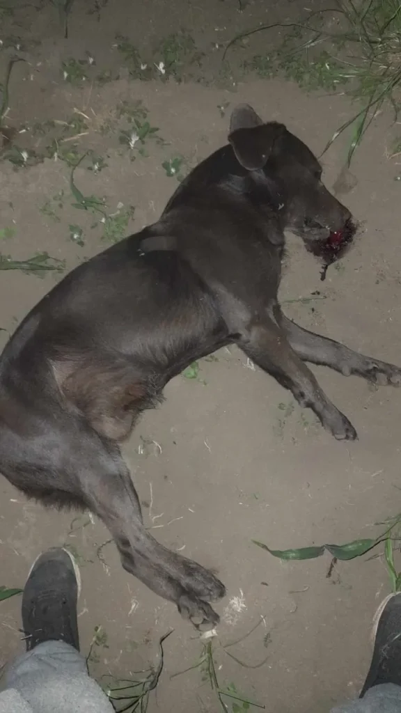 Perro domesticado había sido envenenado en Riobamba