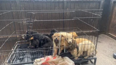 Venta ilegal de perros y gatos es penada con el 50% del salario básico