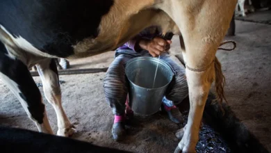 Ganaderos de Ecuador Reclaman por precio justo de la leche