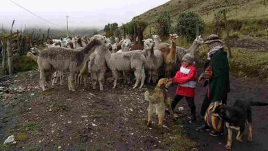 Proyecto de alpacas Huayacas en Chimborazo