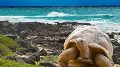 El costo para entrar a Galápagos aumentó para los turistas