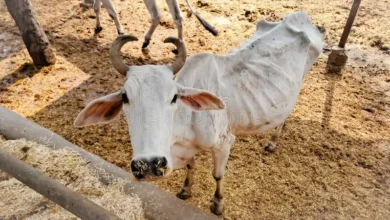 La leche disminuye 40% por falta de pasto en la sequía
