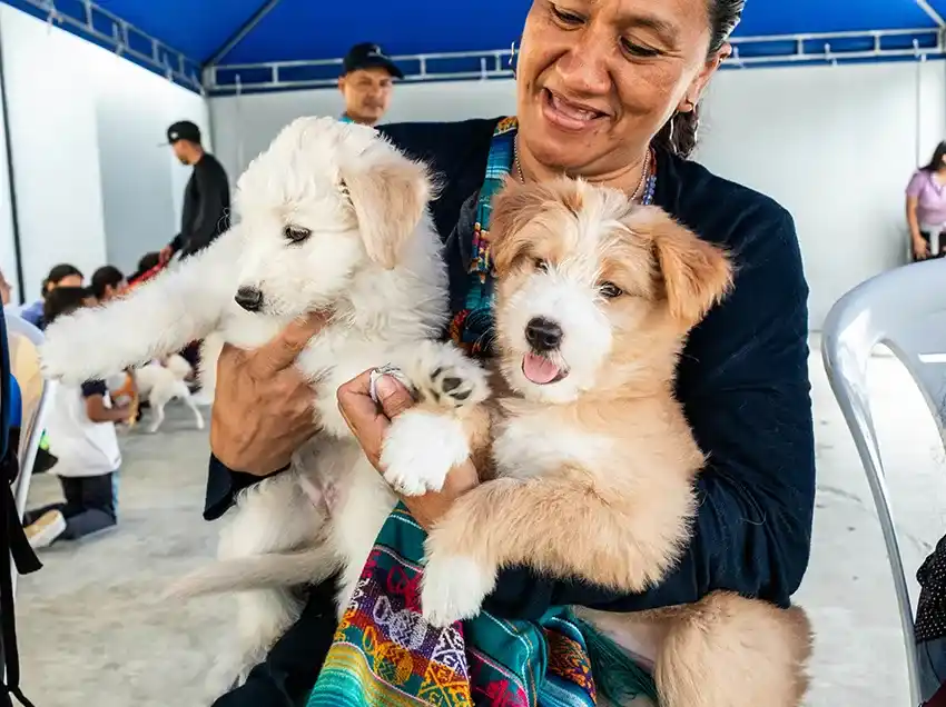 ¿Cómo adoptar perros y gatos en Riobamba?