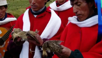 La muerte de aves en la Laguna de Ozogoche se recuerda con festival artístico este 21y 22 de septiembre.