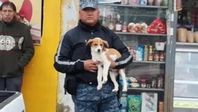 Perros y gatos son vendidos en el mercado La Esperanza