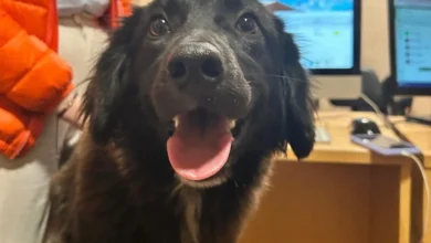 Perrita busca hogar: su historia de rescate y adopción conmueve.