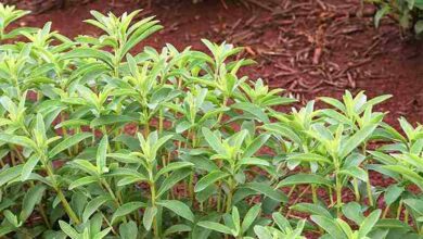Stevia orgánica en Cumandá: Una opción saludable y económica