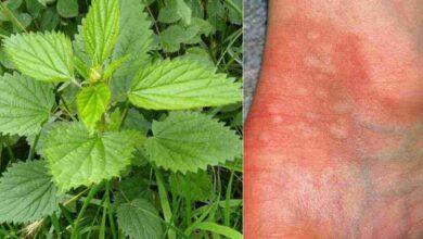 ¿Sabías que la ortiga fortalece cabello y mejora la salud?