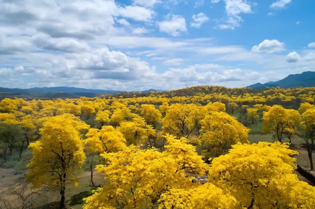 Florecimiento de los Guayacanes, espectáculo al sur de Ecuador