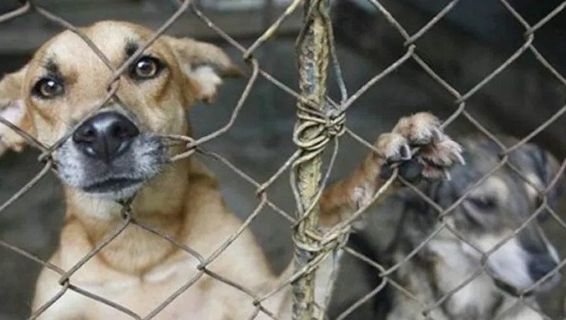 Ley LODA de la Asamblea 'amenaza' a los animales en Ecuador. 