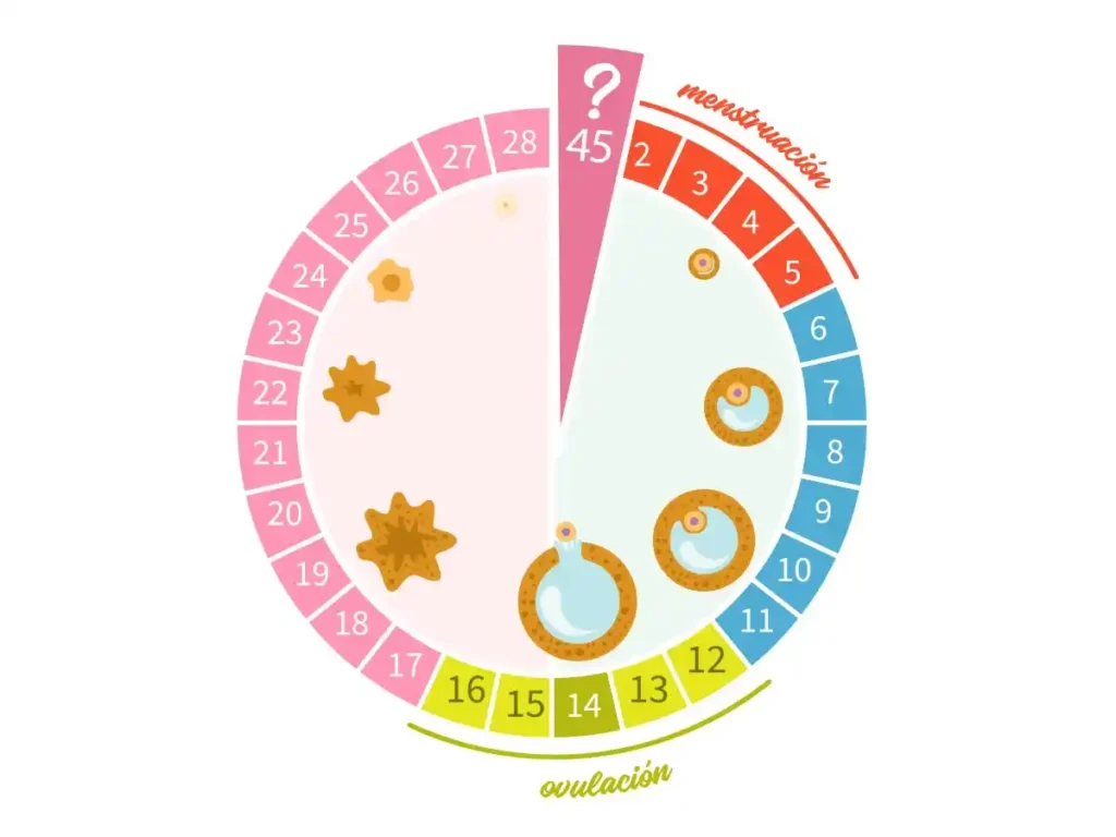 Calendario y ciclo menstrual en mujeres